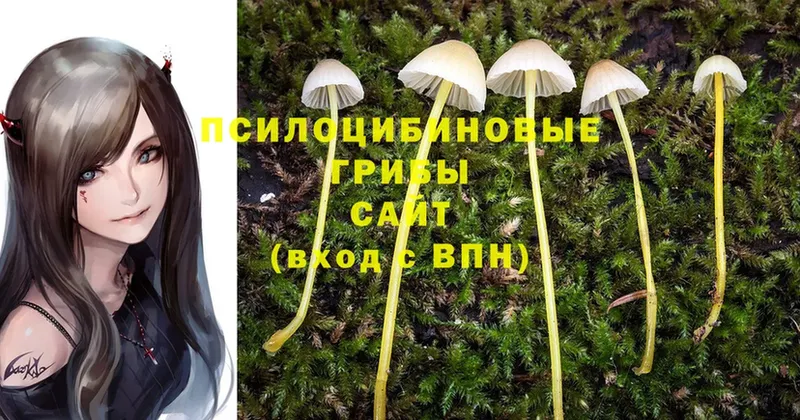 Псилоцибиновые грибы Cubensis  как найти   Дмитров 